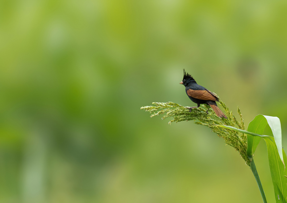 "Yuvraaj" The Prince von Mayank Verma