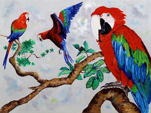 Macaws