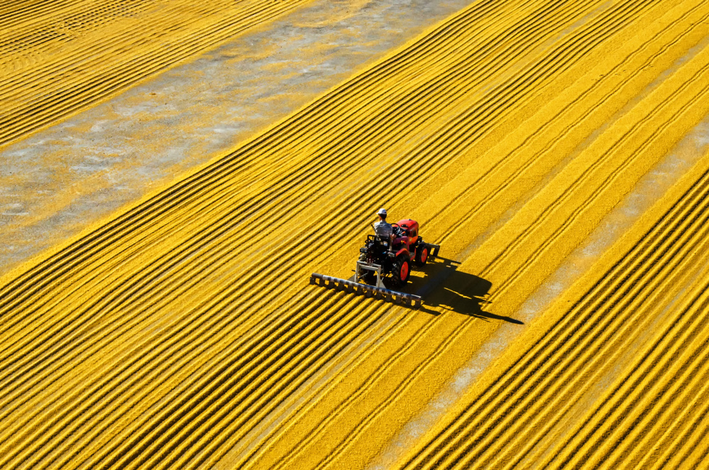 yellow crack wheat von mehmet bedir