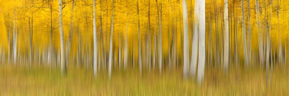 Autumn Dream von Mei Xu