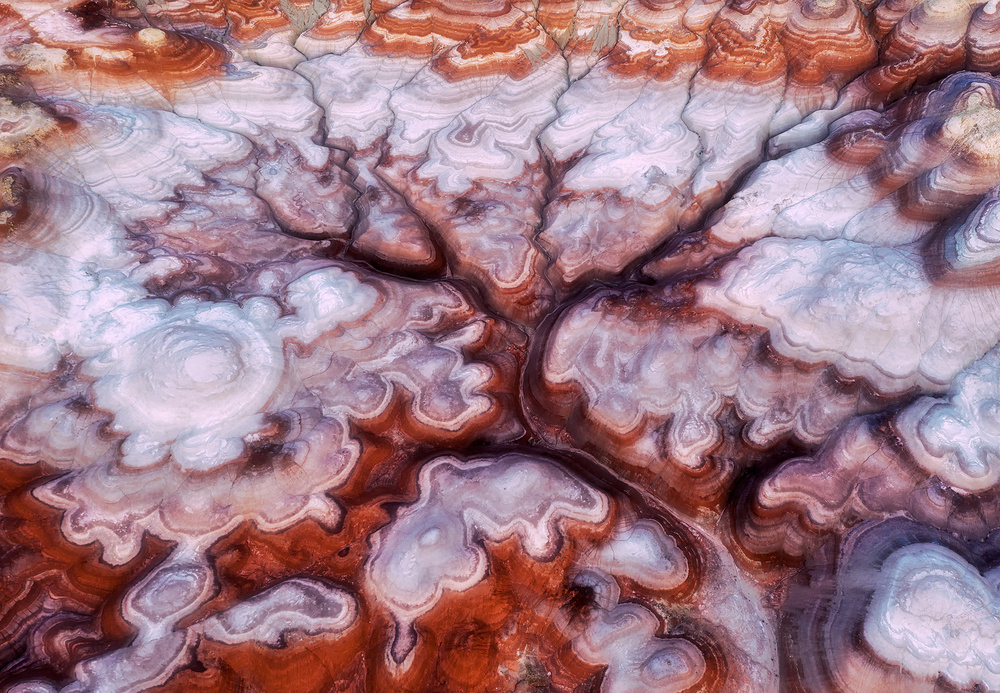 A Tree in the Desert von Mei Xu