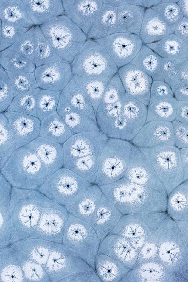 Ice Flowers