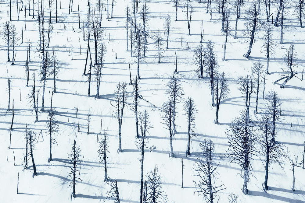 Bared Trees and Their shadows von Mei Xu