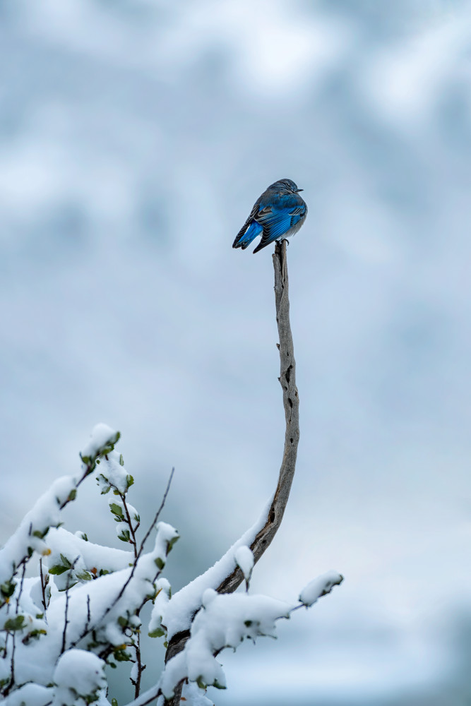Bird in Snow Day von Mei Xu