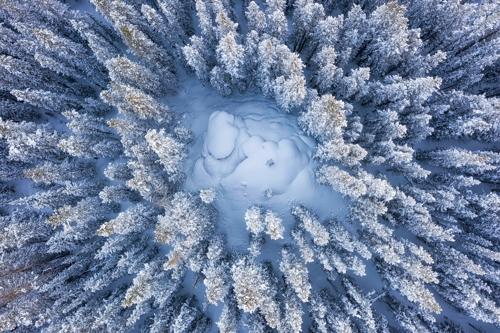 Forest in Winter von Mei Xu