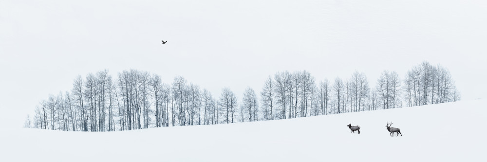 Winter Wonderland von Mei Xu