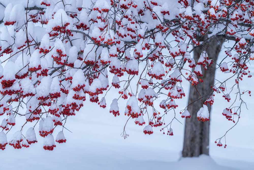 Winter Decoration von Mei Xu