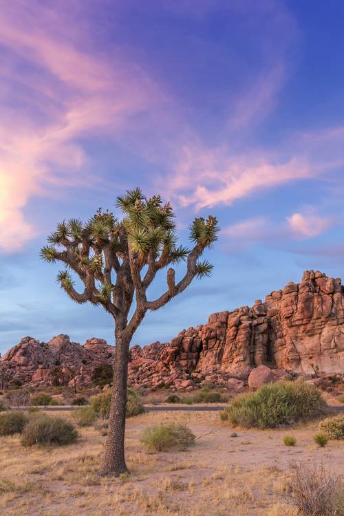 Joshua Tree im Abendlicht von Melanie Viola