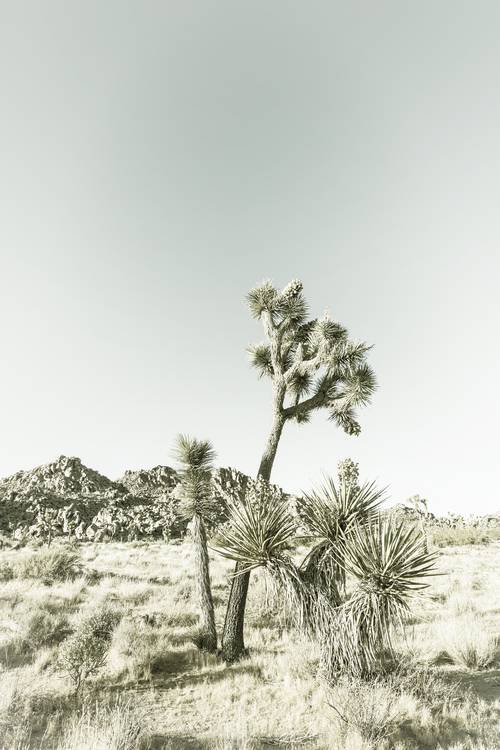 Joshua Tree National Park | Vintage von Melanie Viola