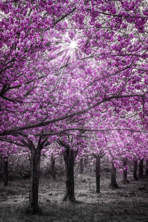Kirschblüten im Sonnenlicht  von Melanie Viola