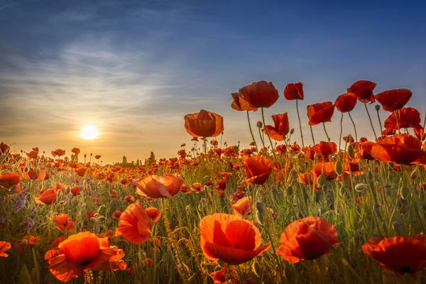 Mohn im Sonnenuntergang von Melanie Viola