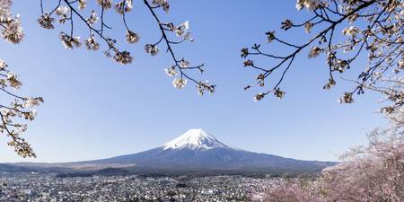 Fantastischer Panoramablick auf den Fuji bei Kirschblüte