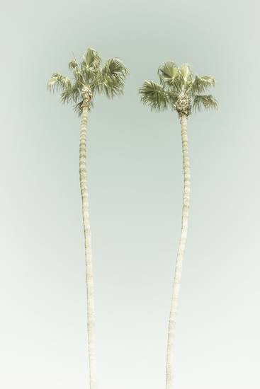 Minimalistische Idylle mit Palmen am Strand | Vintage 