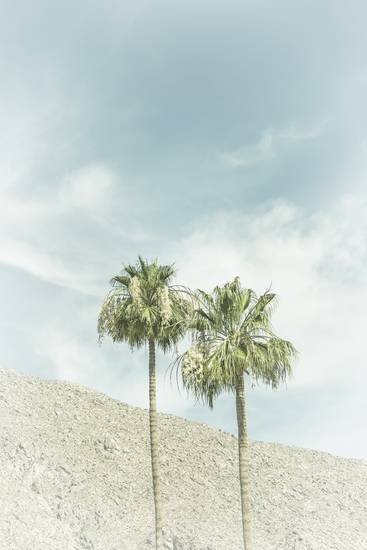 Palmen in der Wüste | Vintage