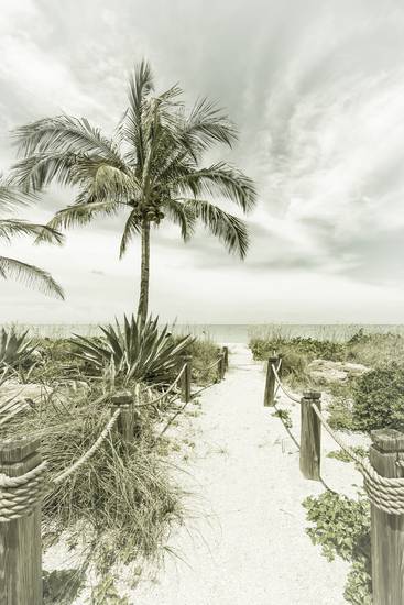 Weg zum Strand - Palmen & Meer | Vintage
