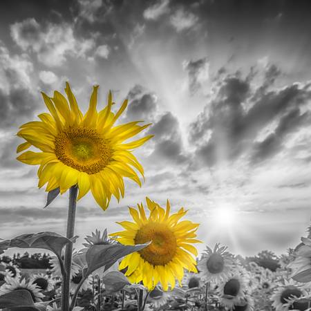 Zwei Sonnenblumen im Fokus