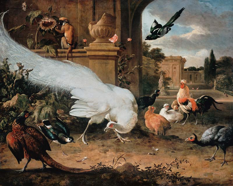 Der weisse Pfau. von Melchior de Hondecoeter