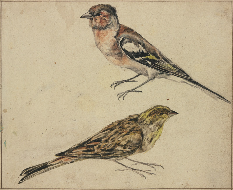 Ein Distelfink und ein Hänfling von Melchior de Hondecoeter