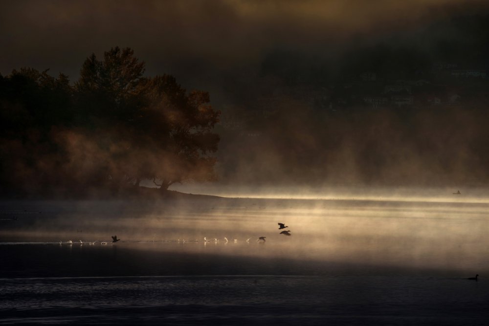 Allalba von Mercurio Antonio