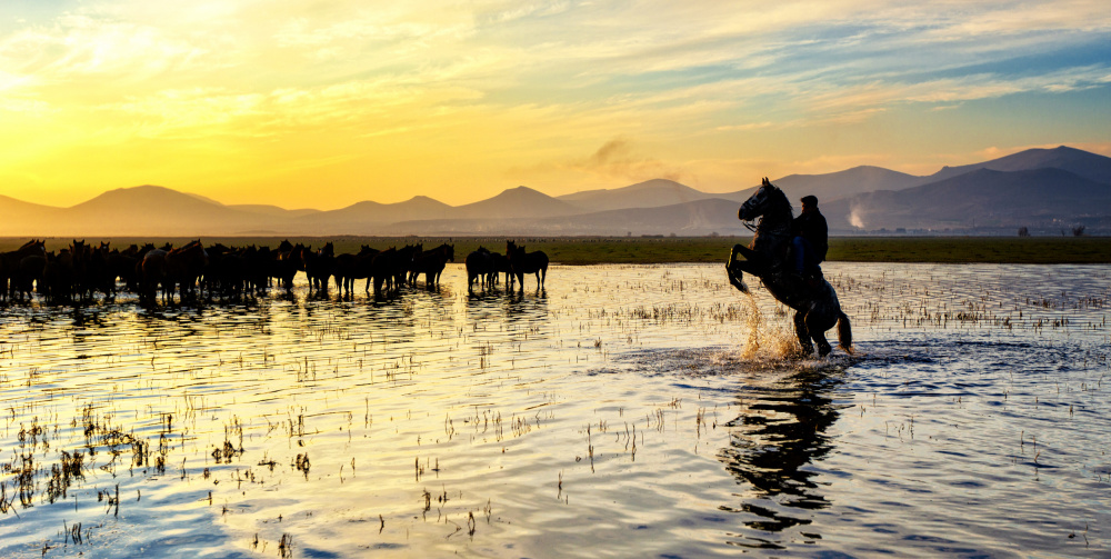 Horses... von Merthan Kortan