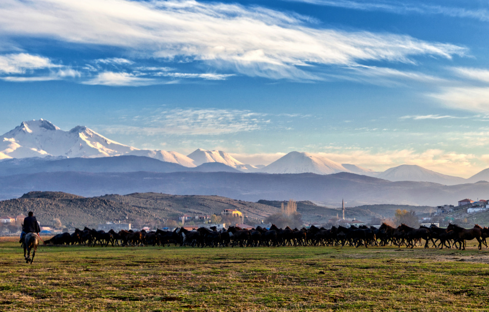 Horses... von Merthan Kortan