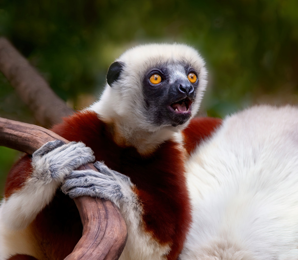 Sifaka: Cry in the Wild von Miary Andria