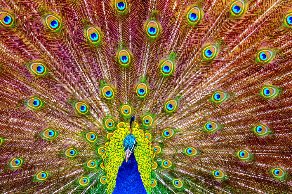 Peacock von Michael