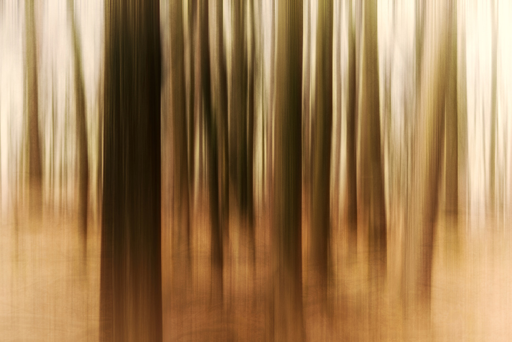 Sunrise in the Forest von Michael