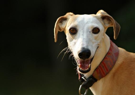 Windhund von Michael Breucker