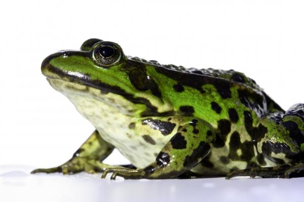 frosch von Michael Kempf