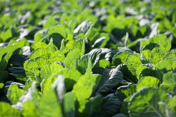 Kohl von Michael Kempf