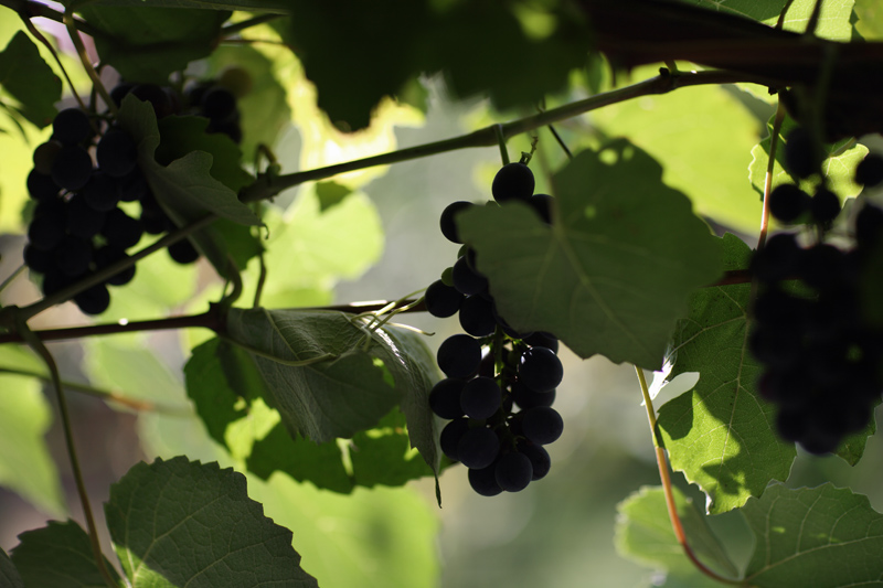 weintrauben von Michael Kempf