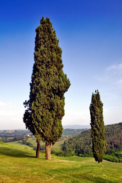 Zypressen von Michael Kupke