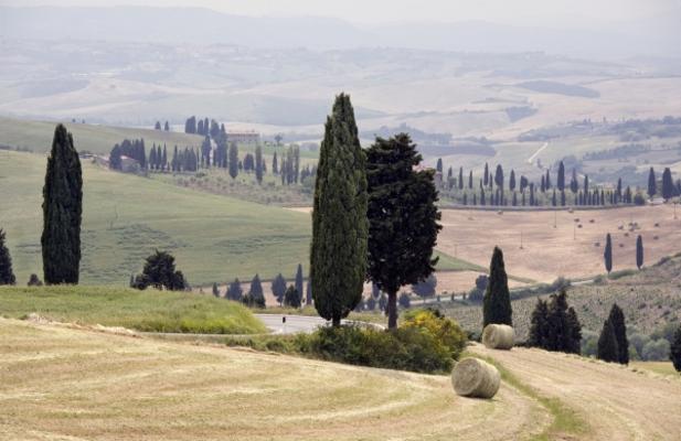 Zypressenlandschaft von Michael Kupke