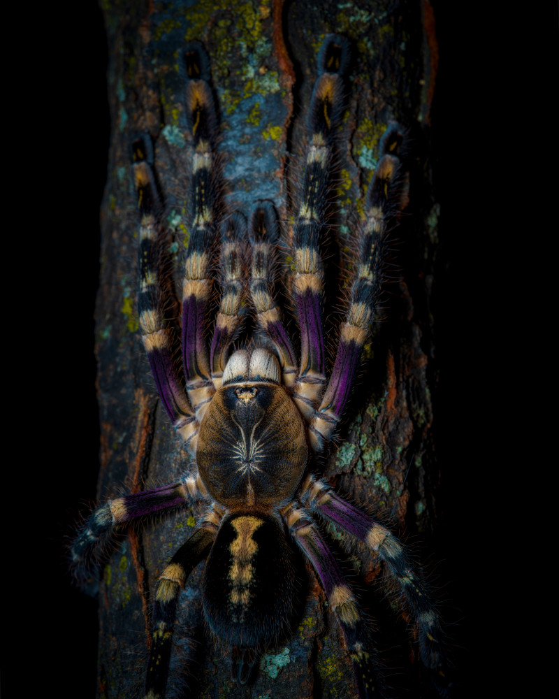 Ivory Ornamental Treespider, after dark von Michael Pankratz