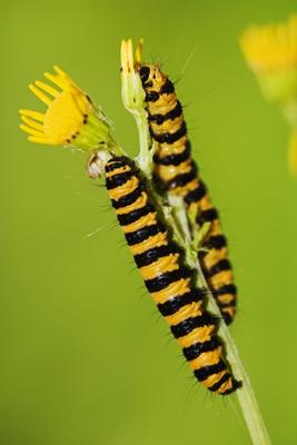 2 Raupen von Michael Serrahn