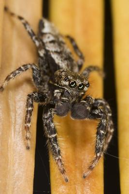 Springspinne von Michael Serrahn