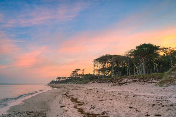 Darßer Küstenwald auf der Halbinsel Fischland-Darß-Zingst an der Ostsee von Michael Valjak
