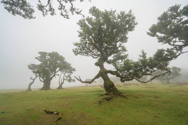 Hexenbaum von Fanal auf Madeira von Michael Valjak
