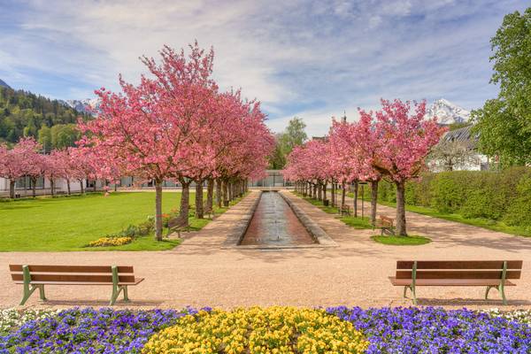 Kirschblüte im Kurpark in Berchtesgaden von Michael Valjak