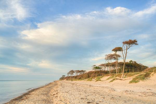 Küstenwald am Darßer Weststrand auf der Halbinsel Fischland-Darß-Zingst von Michael Valjak
