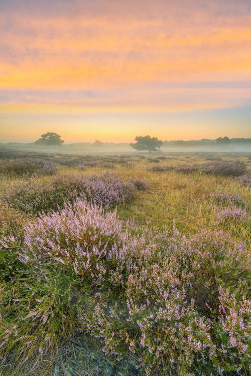 Kurz vor Sonnenaufgang in der Heide von Michael Valjak