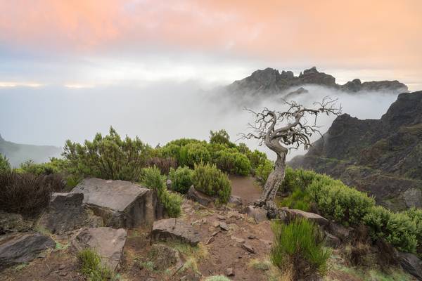 Natur pur auf Madeira von Michael Valjak