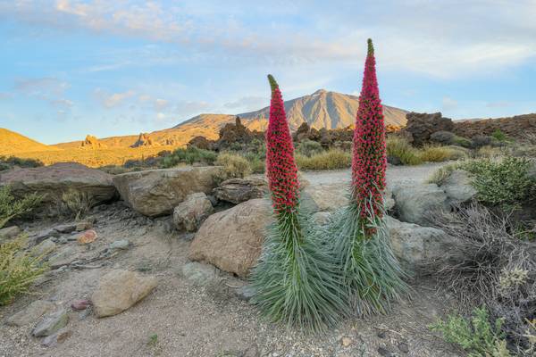 Teneriffa blühende Natternköpfe im Teide Nationalpark von Michael Valjak
