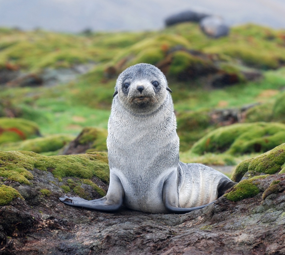 Am I Cute Enough von Michael Webb