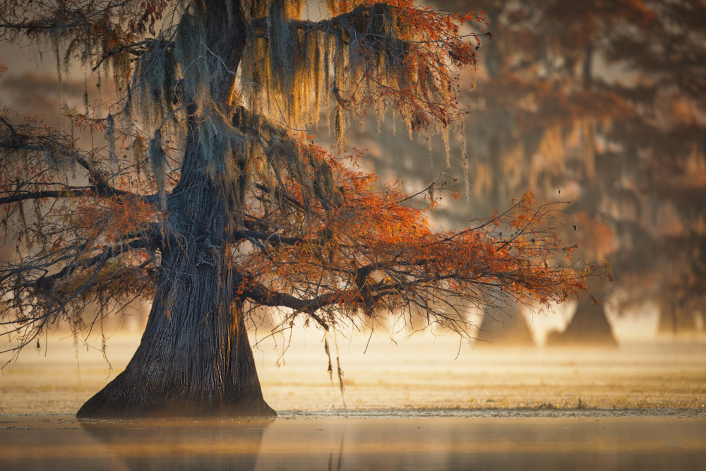 A Cypress In Fall Water von Michael Zheng