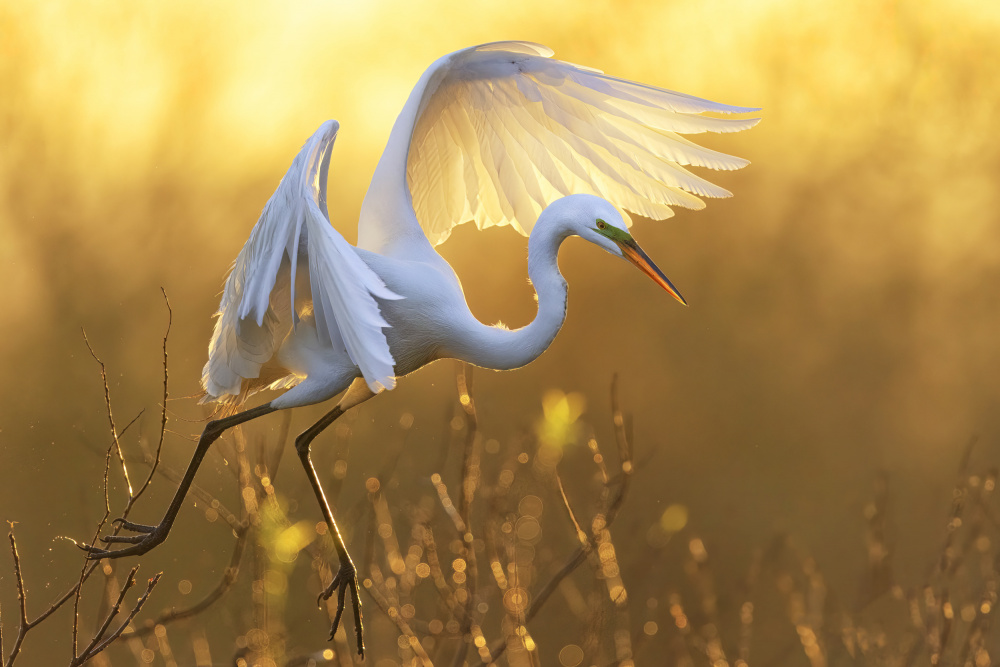 Morning Egret von Michael Zheng