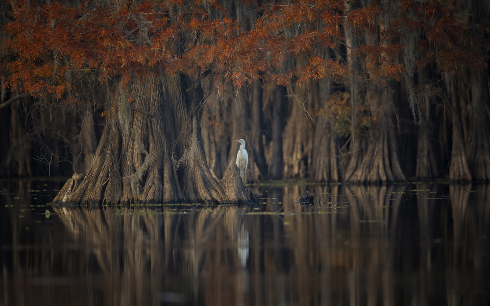 Tranquil Lake von Michael Zheng