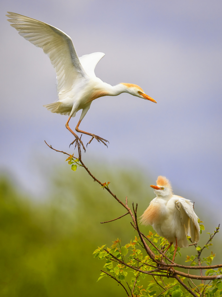 Who are you ?! von Michael Zheng