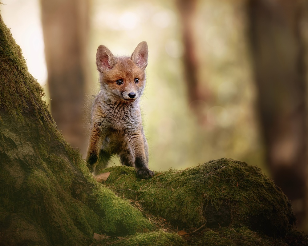 Fox cub von Michaela Firešová